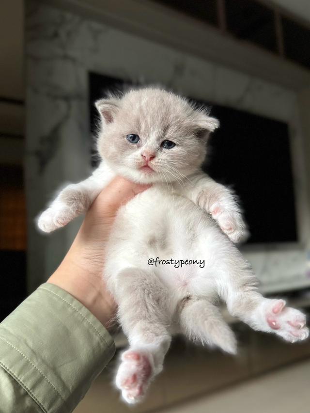 บริติชแท้ ญ ไลแลคไวท์