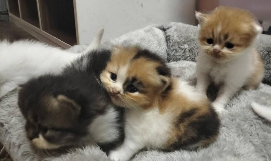 เปิดจอง เด็กๆอายุ 2 สัปดาห์ เปิดกล้องดูก่อนได้ค่ะ