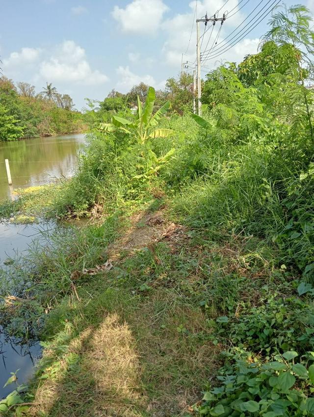 ขายที่ดินบ้านสวน ราคาถูกๆ1ไร่4ล้านหนองแขม