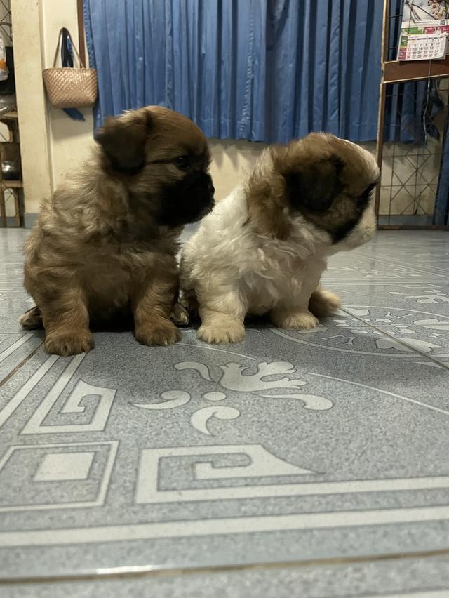 ขายลูกสุนัขพันธ์ุผสม 2 ตัว 3