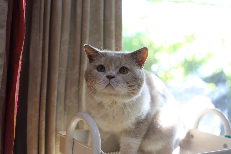 แมวสก็อตติชโฟลด์แท้พ่อพกใบwcf 19