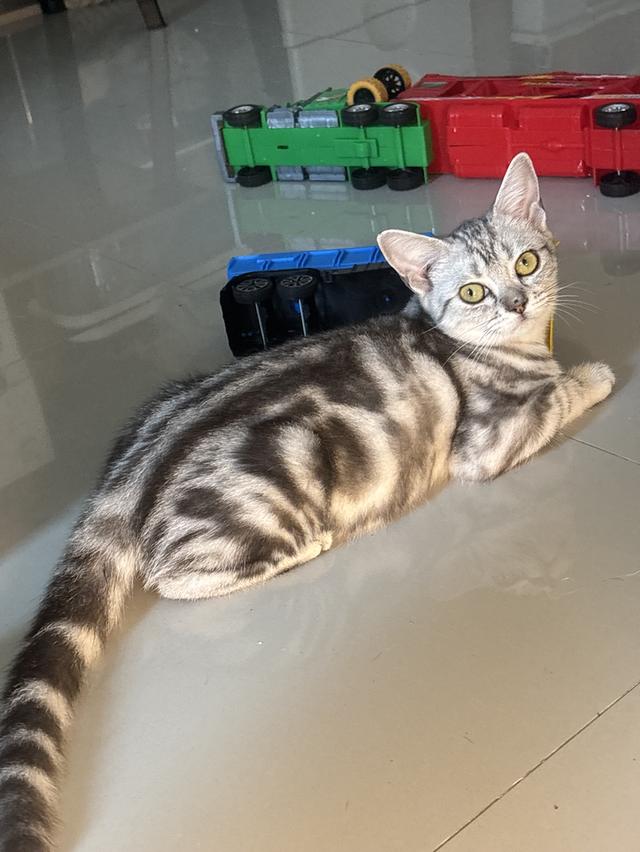 แมว อเมริกัน ช็อตแฮร์ รูปที่ 2