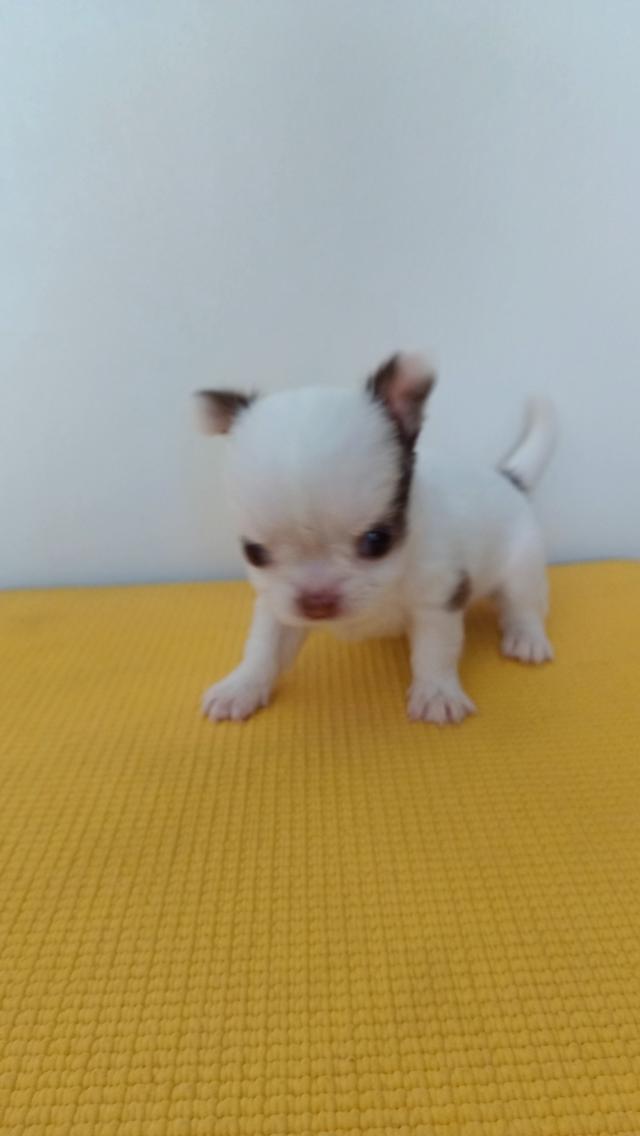 สุนัขชิวาวาแท้ เพศเมีย สีขาวตัวเล็ก รูปที่ 5