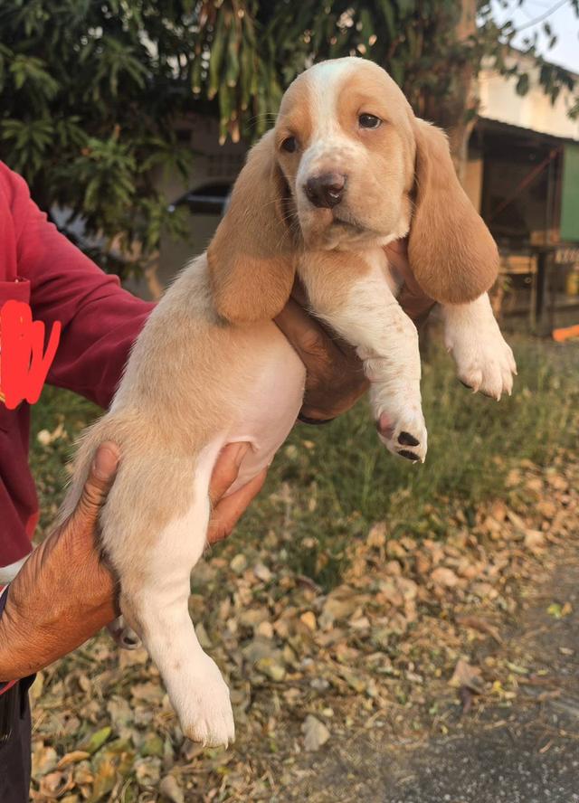 สุนัขบาสเซ็ตฮาวด์เพ็ดสมาคมเต็มใบ รูปที่ 5