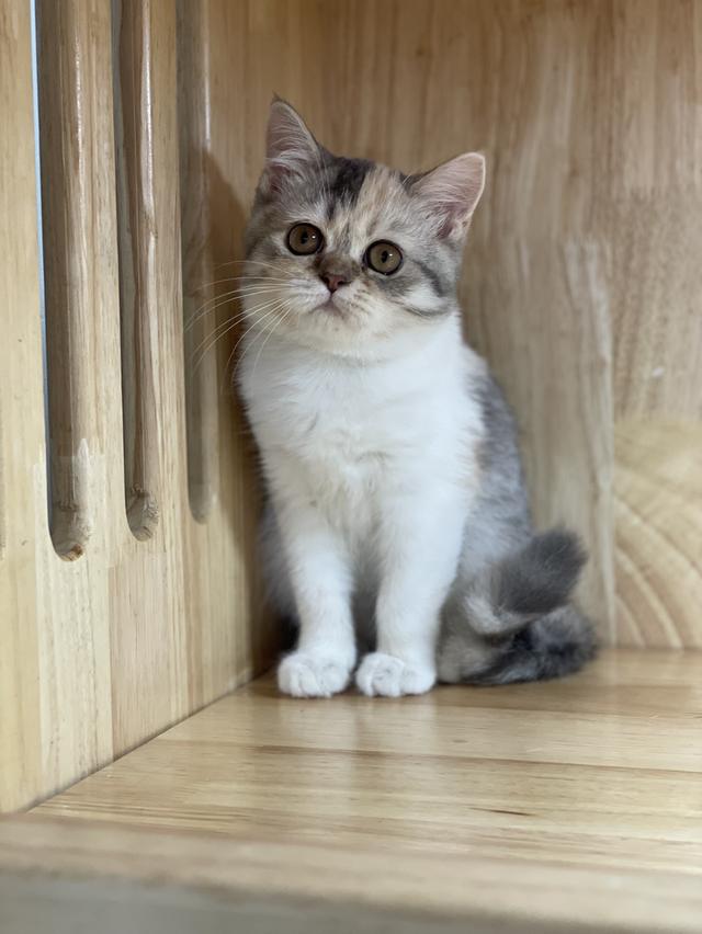 แมวมันช์กิ้นขายาว เพศหญิง รูปย่อยที่ 4