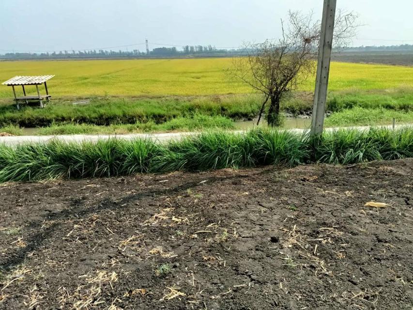 ขายที่ดินสวยถมแล้ว 209 ตรว. พร้อมโฉนด ทำเลดี เดินทางสะดวก บ้านท้ายลาด ลพบุรี ( เจ้าของขายเอง ) 7