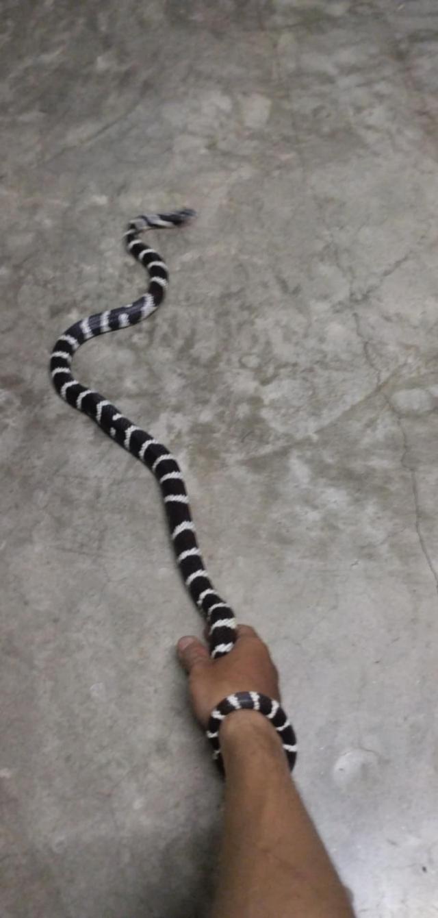  California Kingsnake High White 3
