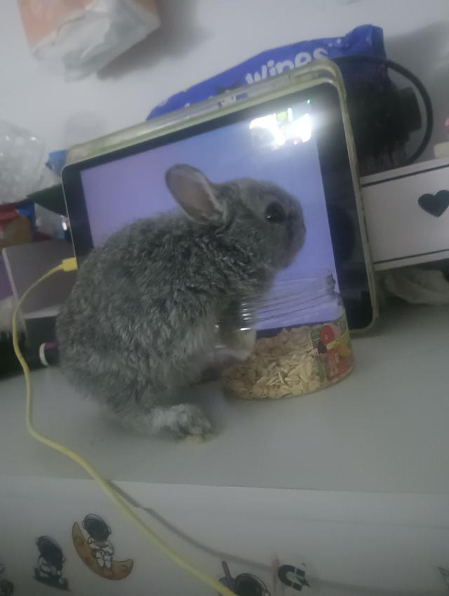 กระต่ายแคระอายุ 3เดือน รูปที่ 5