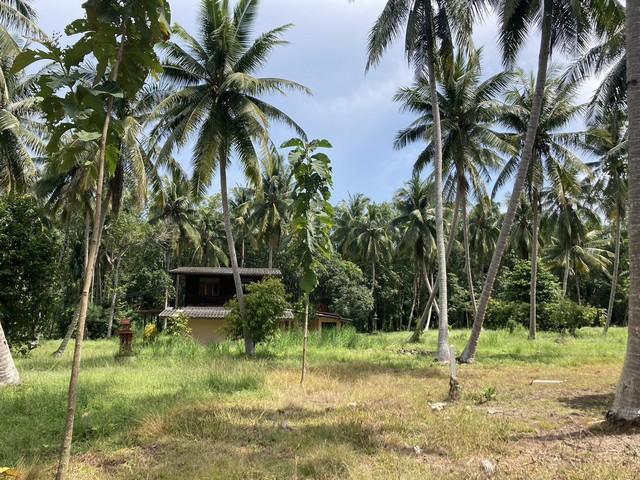 ขายอสังหาริมทรัพย์บ้านที่ดิน ขายที่ใกล้ทะเล ต.สะพลี อ.ปะทิว จ.ชุมพร ราคาคุยได้ สนใจโทรตรง 096-882-1857 5