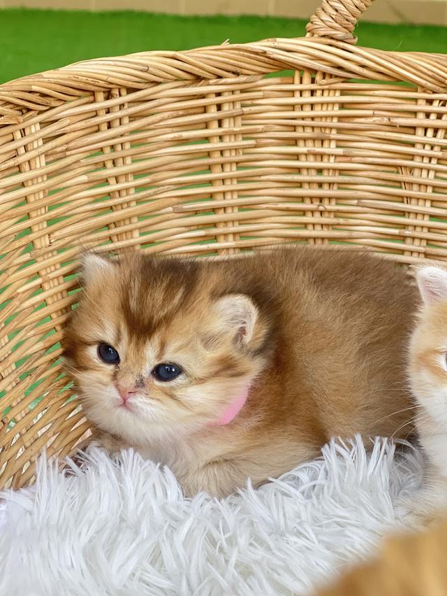 ดญ.บริติช ny.             