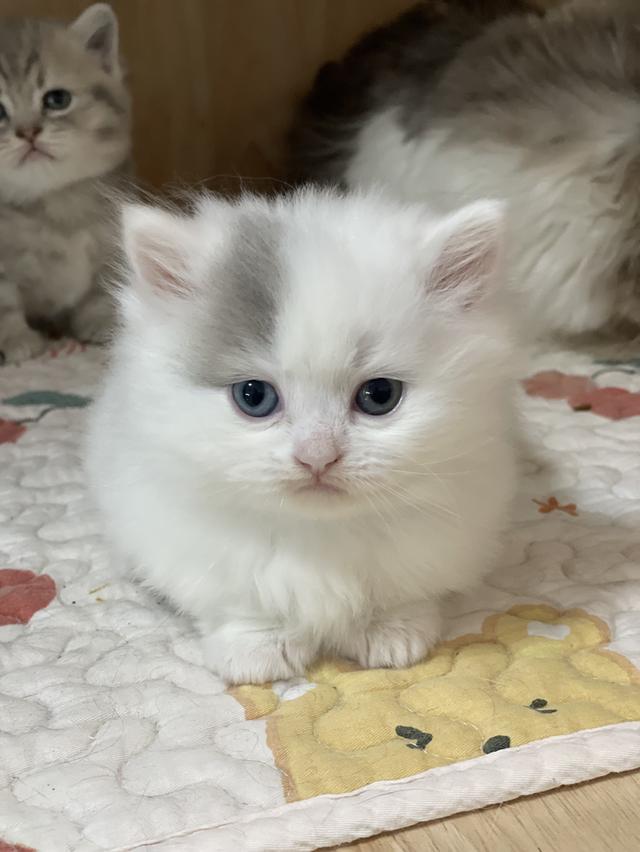 แมวขาสั้น 7