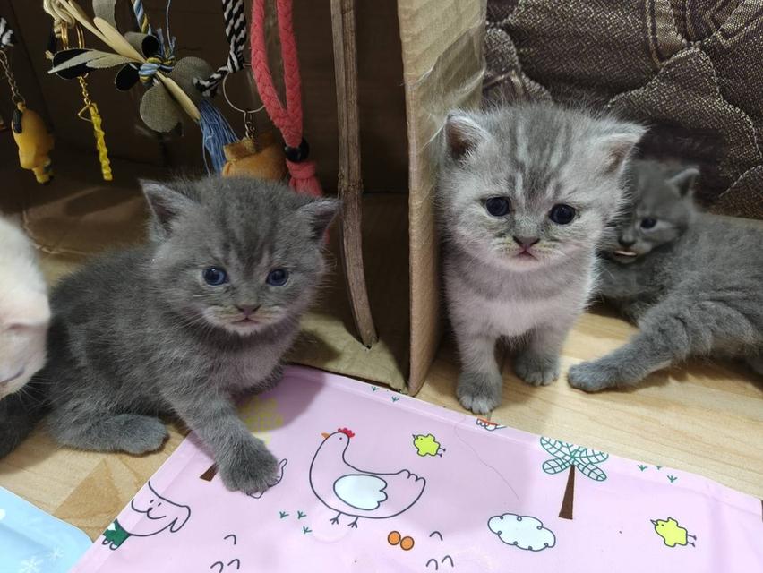 เเมวสก๊อตติส เเท้ 3