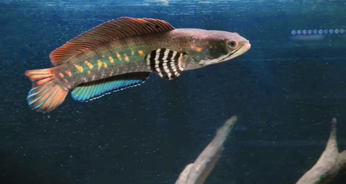 ปลาช่อนสวยงาม channa blue pulchra