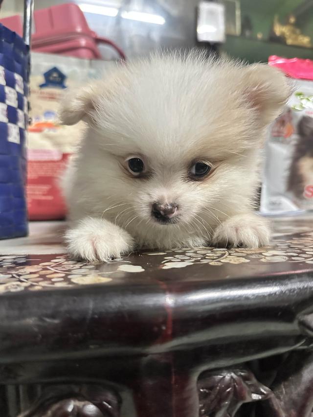 น้องหมา ปอมเมอเรเนียน 2