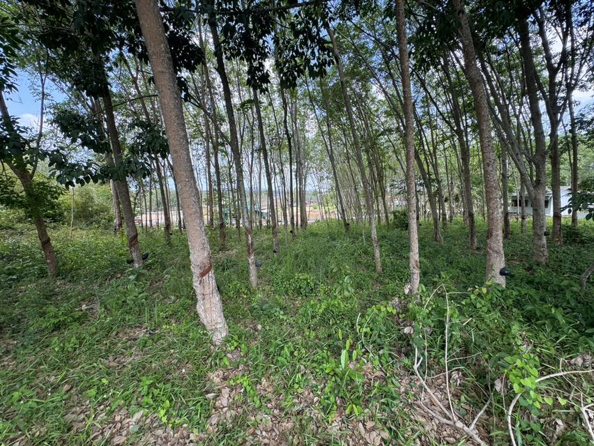 🌿 เจ้าของขายเอง! ที่ดินสวน 1 ไร่ 14.8 ตร.ว. ติดถนนคอนกรีต จันทบุรี 4
