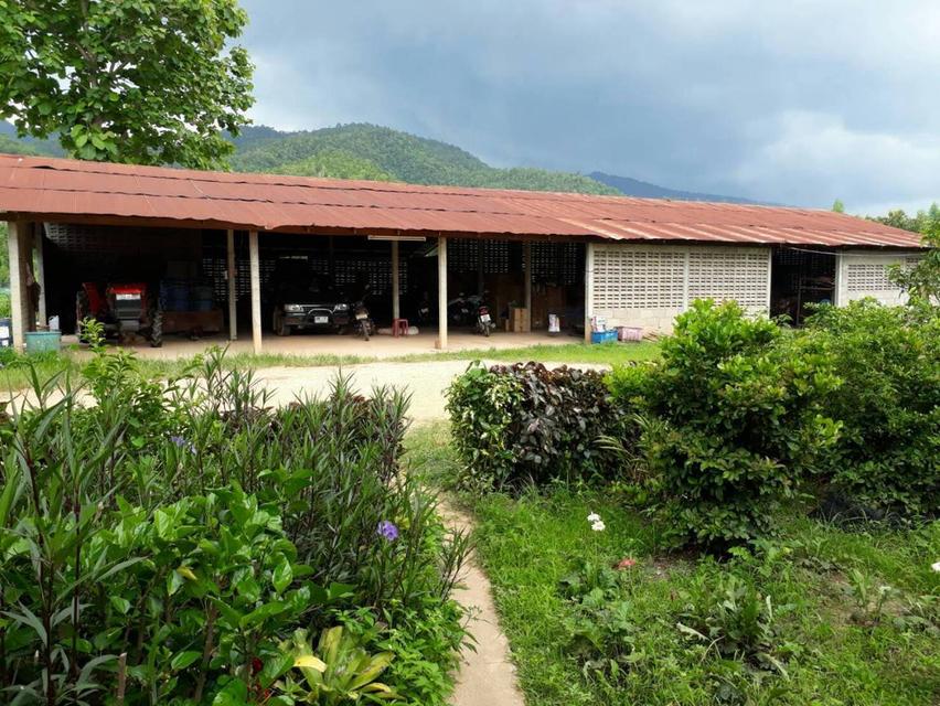 ที่ดินทำเลสวยติดแม่น้ำกก 50 ไร่ — ท่าตอน แม่อาย เชียงใหม่ พร้อมบ้าน + สวน + โกดัง 5