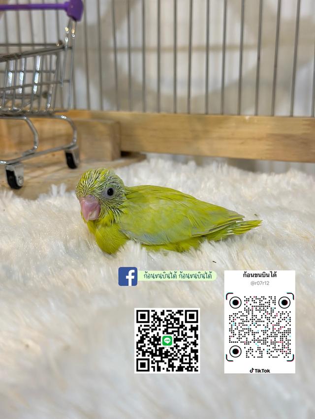 ฟอพัสอเมกันเยลโล่ 6