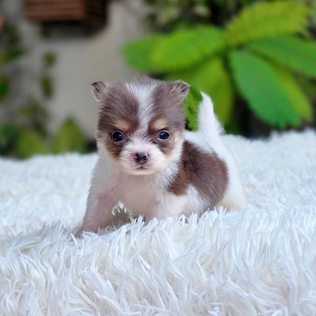 chihuahuaแท้ไซส์ทีคัพมาร์คไซฟอร์มสวยมาก รูปย่อยที่ 3