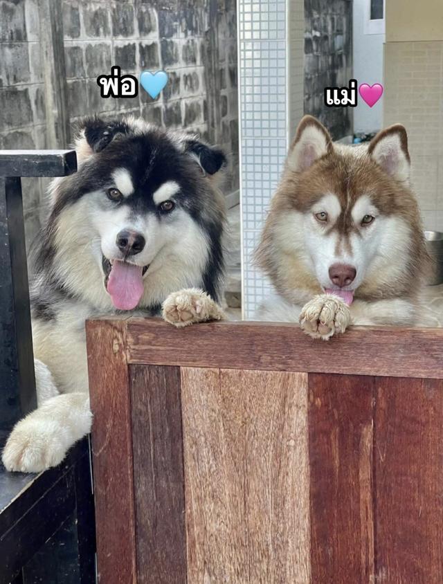 ไซบีเรียวูดลี่โค้ช ชาย2หญิง2 รูปที่ 5