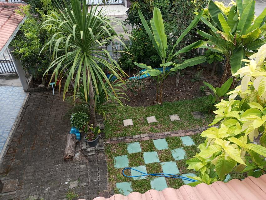 บ้านเดี่ยวหลังใหญ่  คนชอบต้นตอไม้ 4