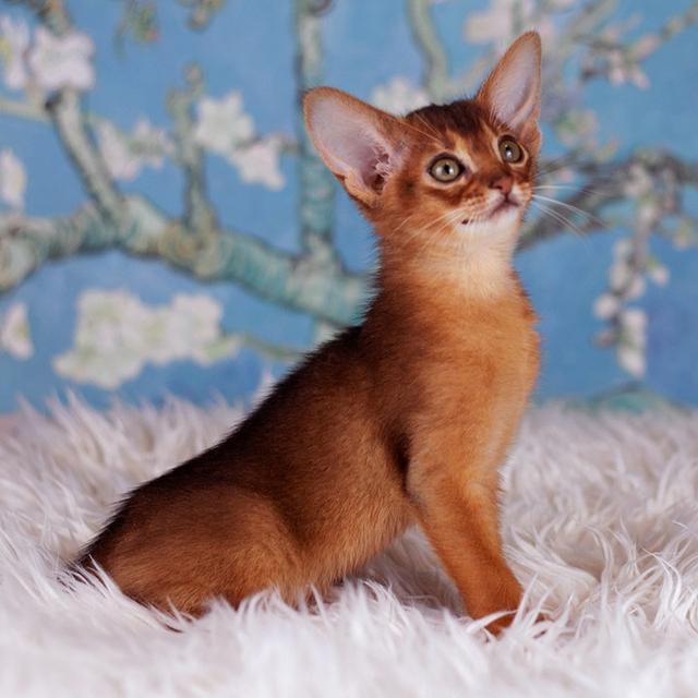 Abyssinian Kittens  WhatsApp me : +66 63 826 3042 รูปที่ 6