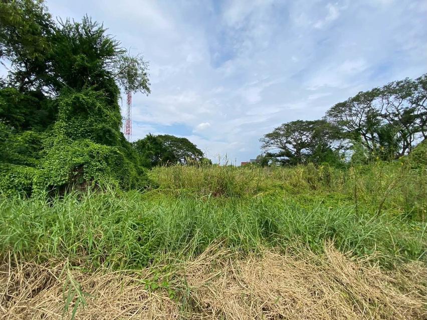 ขายด่วนที่ดิน 105 ตรว ติดถนนสาธารณะ ซ.สมพงษ์ พุทธมณฑล นครปฐม 3