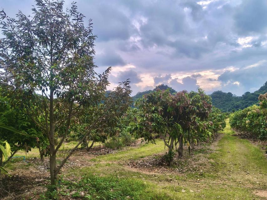 ขายที่สวนผลไม้คลองม่วง ปากช่อง นครราชสีมา ที่สวนมะม่วงทุเรียน 29ไร่ ขายถูกไร่ 1.7 ล้าน วิวเขาสวยมาก ใกล้ภูเขา โฉนดครุฑแดง 6