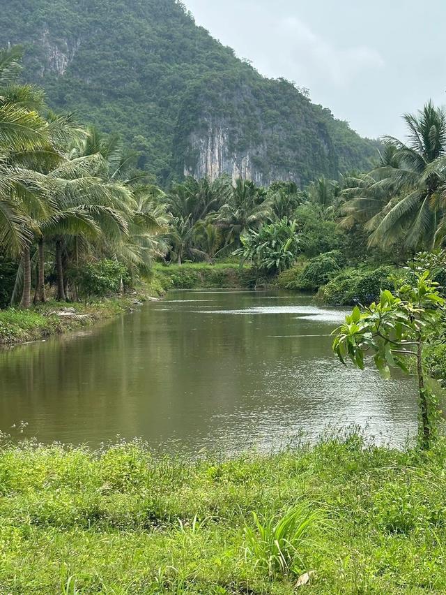 ขายสวนทุเรียนพร้อมบ้านพักอาศัย 5