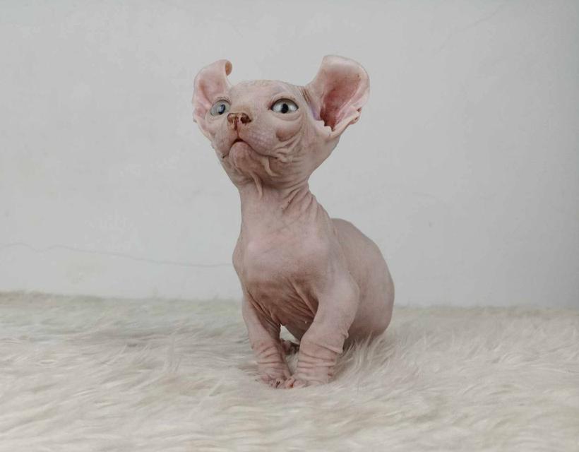 30.แมวดเวล/เพศผู้ หาบ้าน Dwelf Cat/Male looking for a new home 2