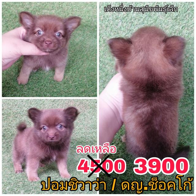 ปอมชิวาว่า พร้อมย้าย รูปที่ 1