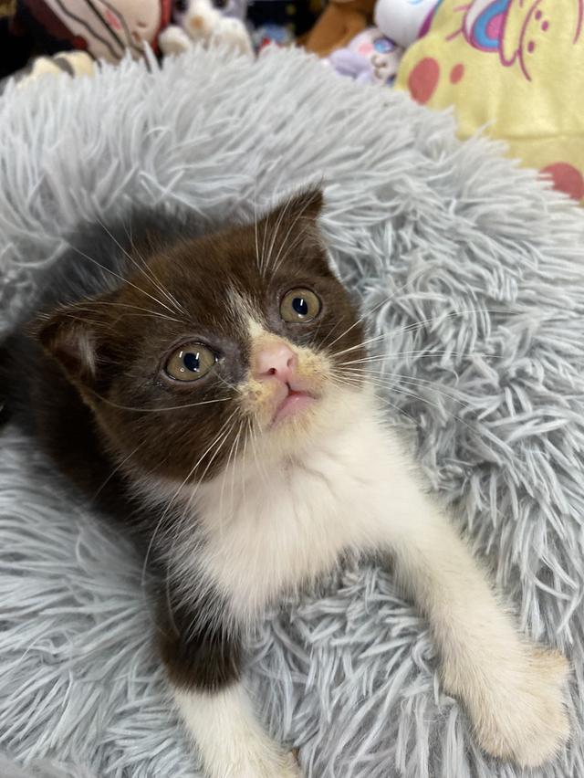 ตาแบ๊ว