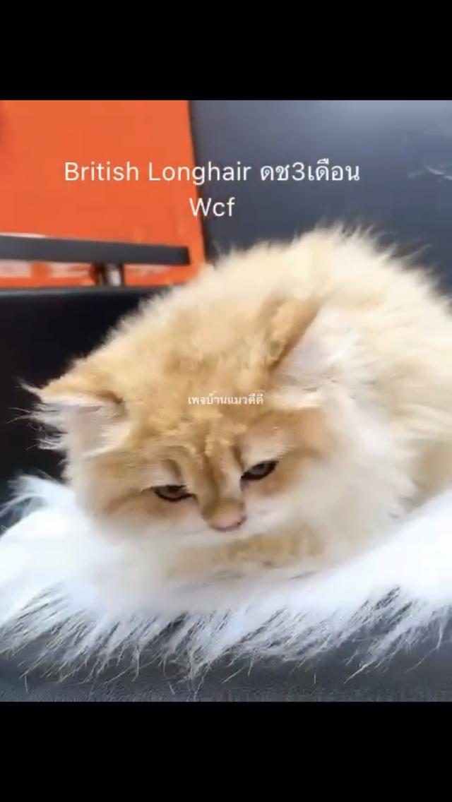 บริติชเด็กผู้ชาย ขนยาว อ้วนตุบ