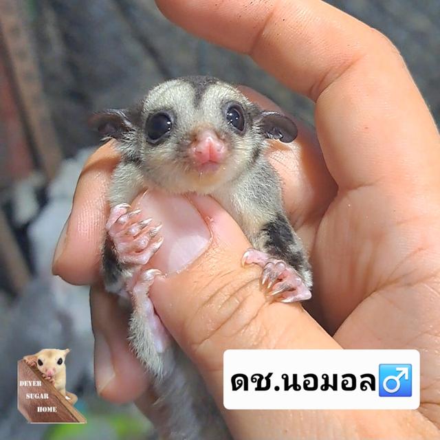 ชูการ์ไกลเดอร์ นอมอล ผู้ 600 รูปที่ 3