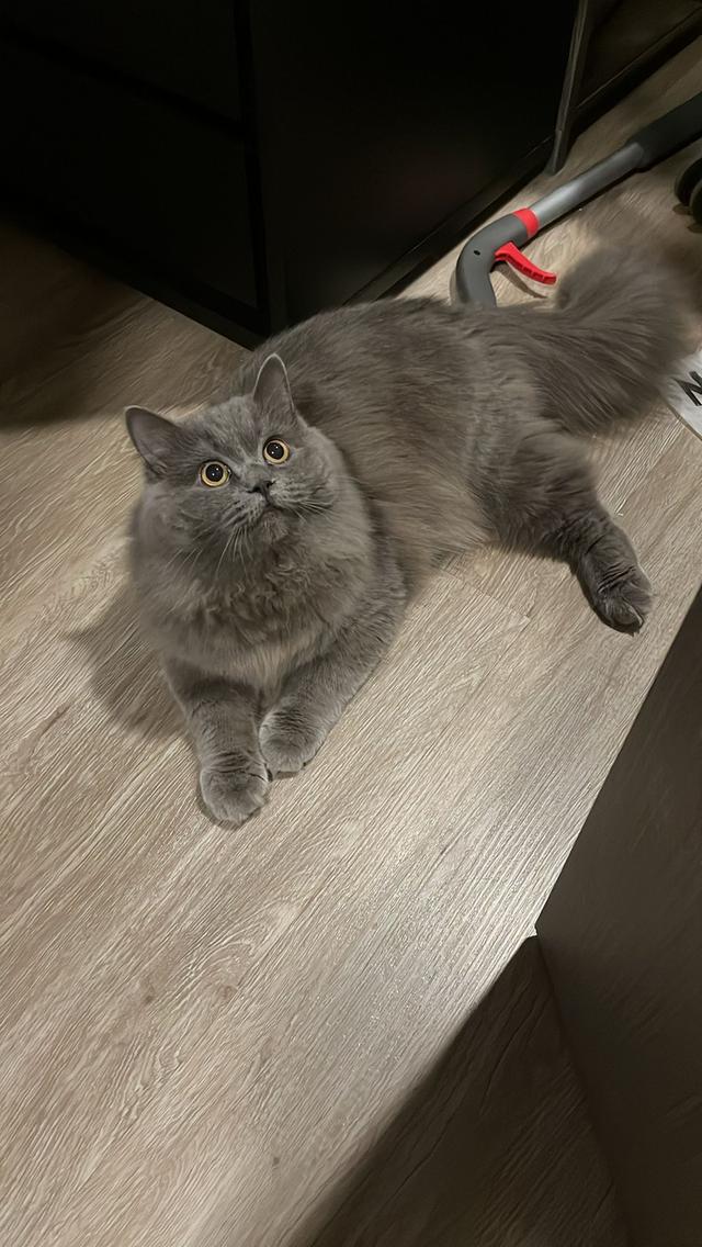 Adopt cat (8 months mix breed)