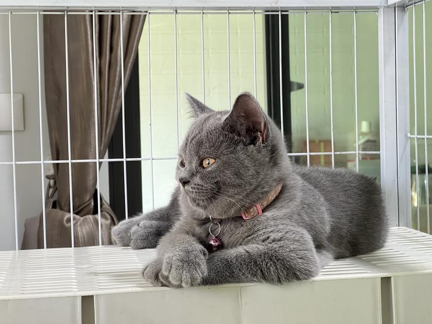 ลูกแมว บริติช ช็อตแฮร์ ใบเพ็ดนอกWCF(British Shorthair) 2