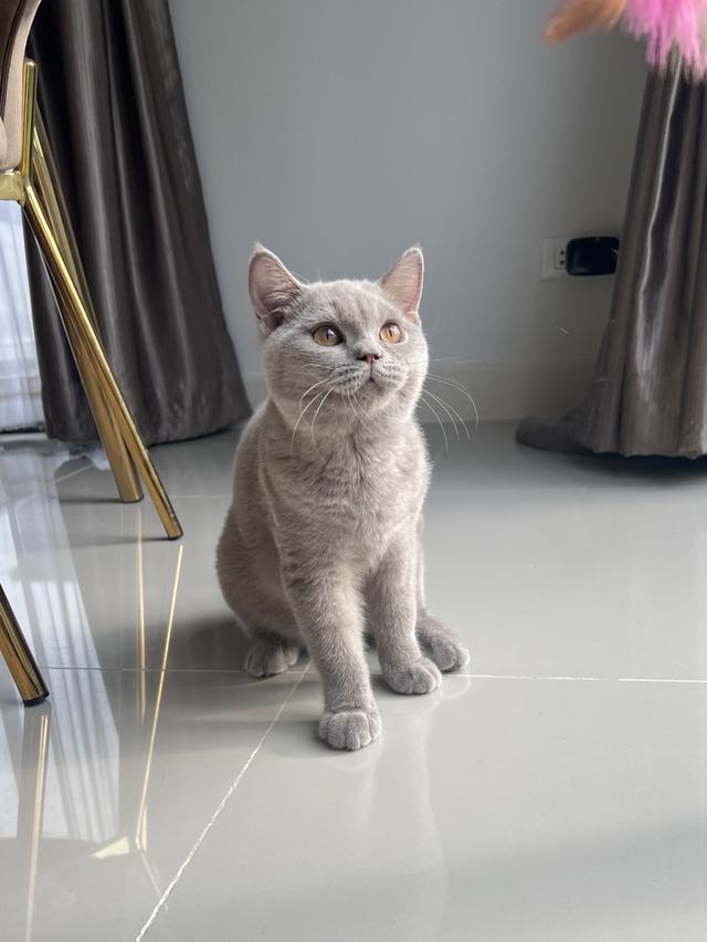 แมว บริติช เพศเมีย 6