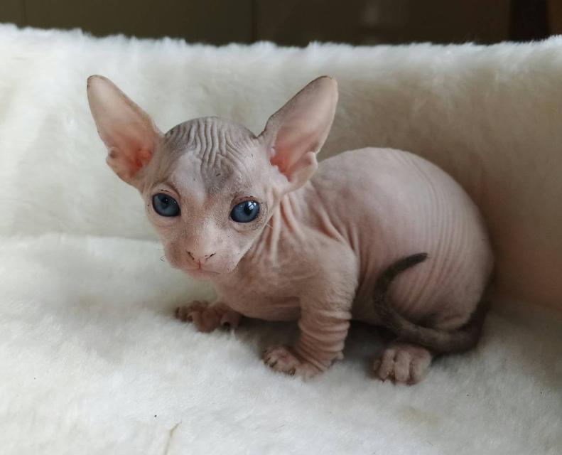 6.แมวแบมบิโน่ เพศผู้ Bambino Cat Male รูปที่ 3