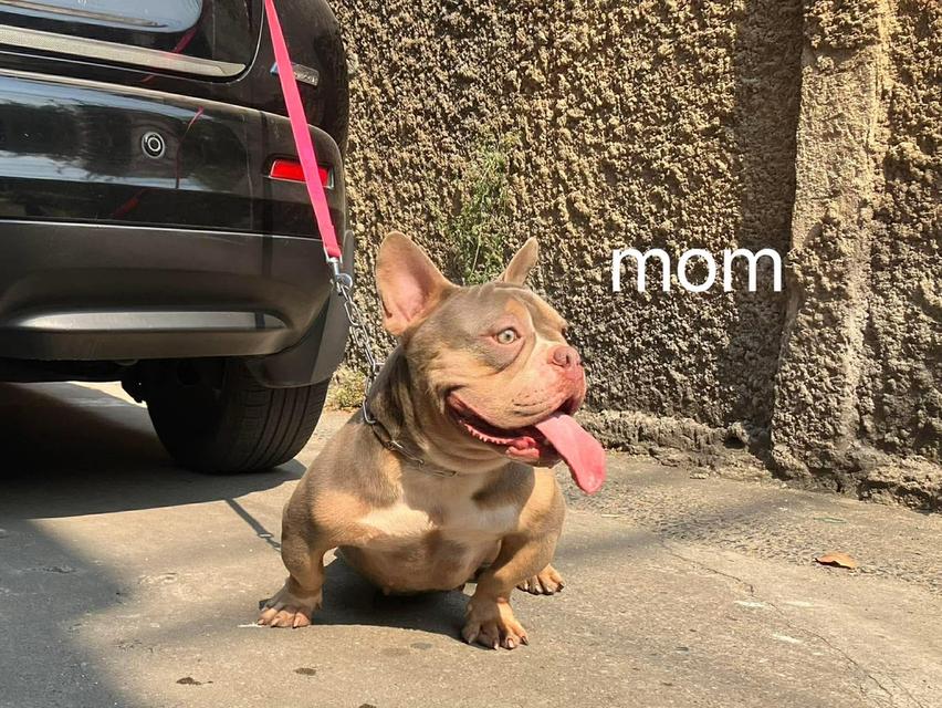 Exoticbully Female Lilac tri รูปที่ 3