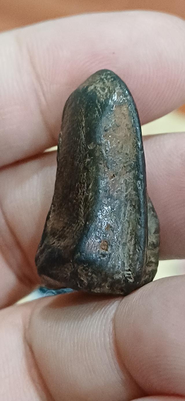 พระคงดำ หรือ ลำพูนดำ กรุวัดพระคงฤาษี จังหวัดลำพูน รูปที่ 9