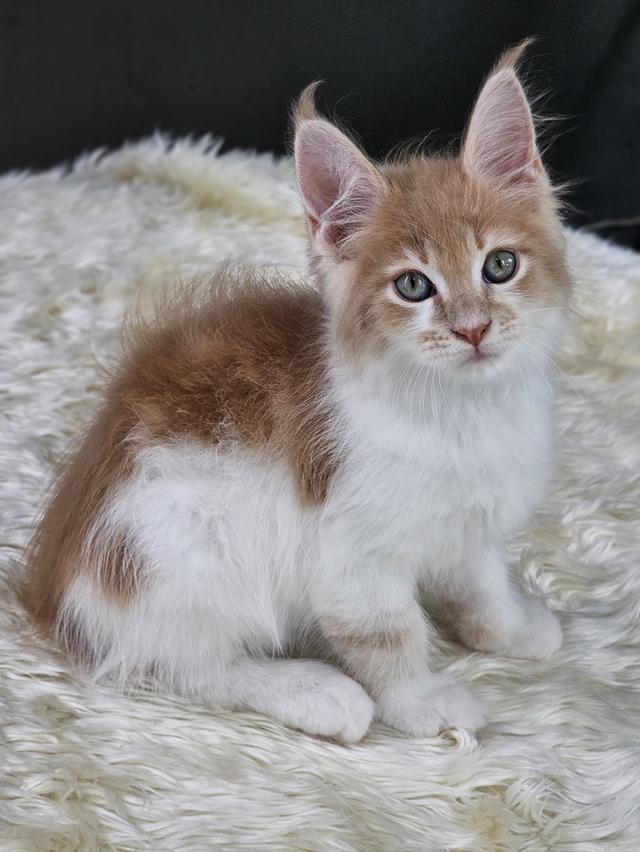 ลูกแมวเมนคูน เพศเมีย  6