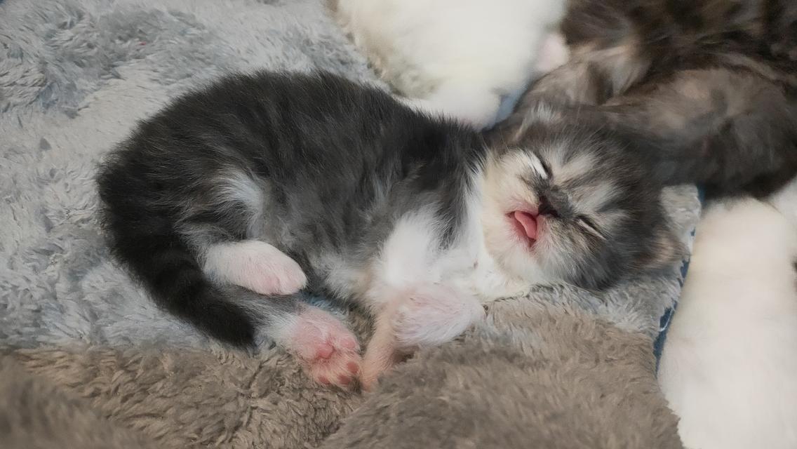Persian cat เปอร์เซียแท้