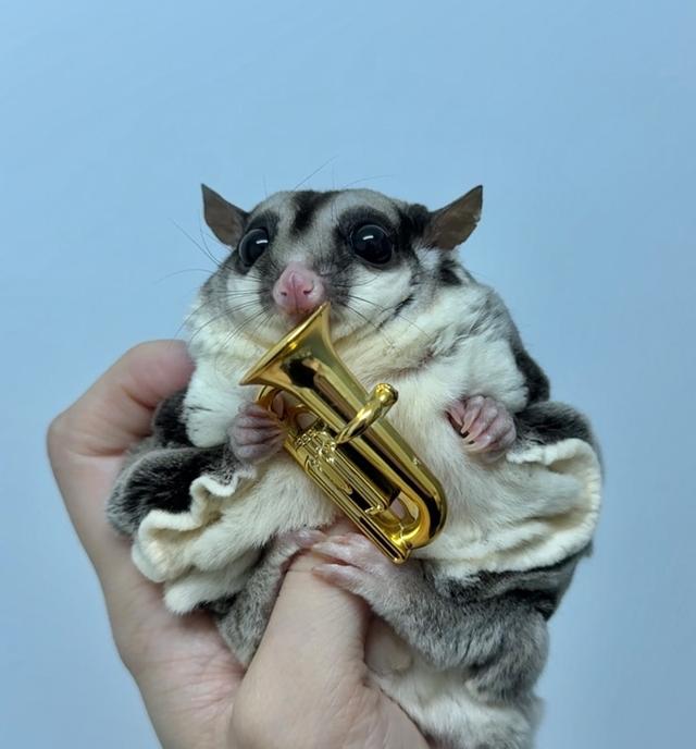 ขายพ่อพันธุ์ Sugar Glider 2