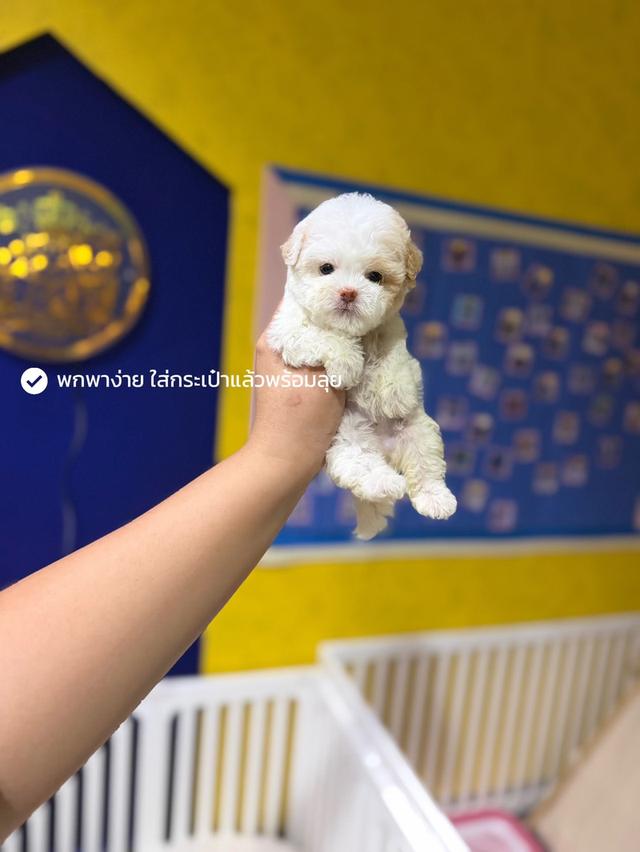 ด.ญ ไข่มุก พุดเดิ้ลแท้ รูปย่อยที่ 4