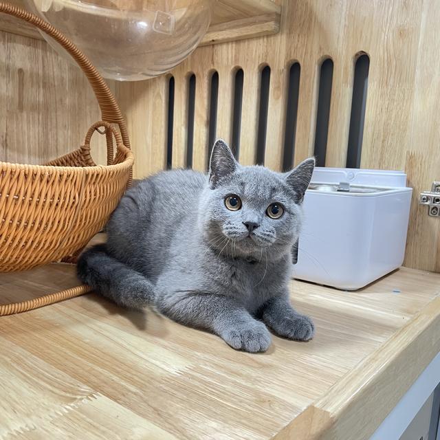 แมวมันช์กิ้นขายาวเพศชาย 8