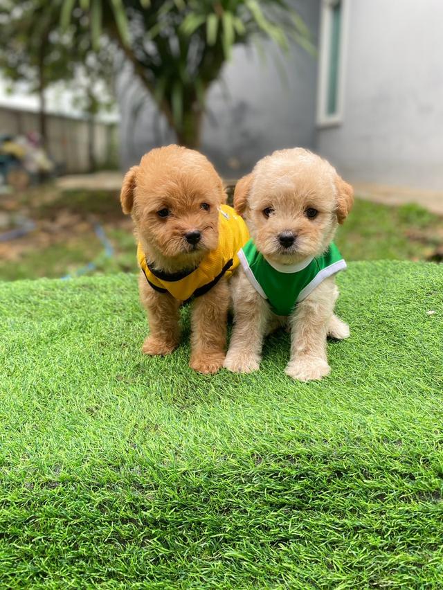 พุดเดิ้ล+ชิวาวา เพศชาย น่ารักๆ รูปย่อยที่ 3
