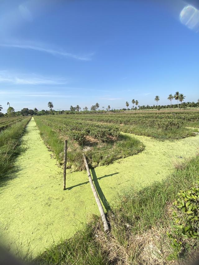 ขายที่ดินนครชัยศรี ราคาคุ้มที่สุดในย่านนี้