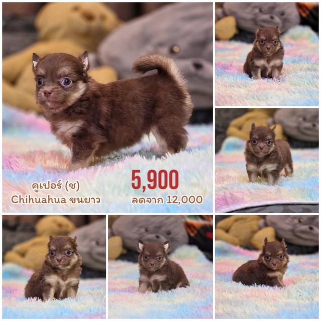 ชิวาวาแท้ขนยาว พร้อมย้ายบ้าน 4