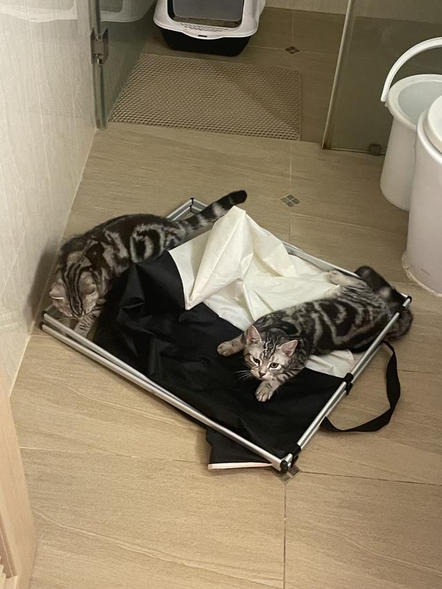 American shorthair 6
