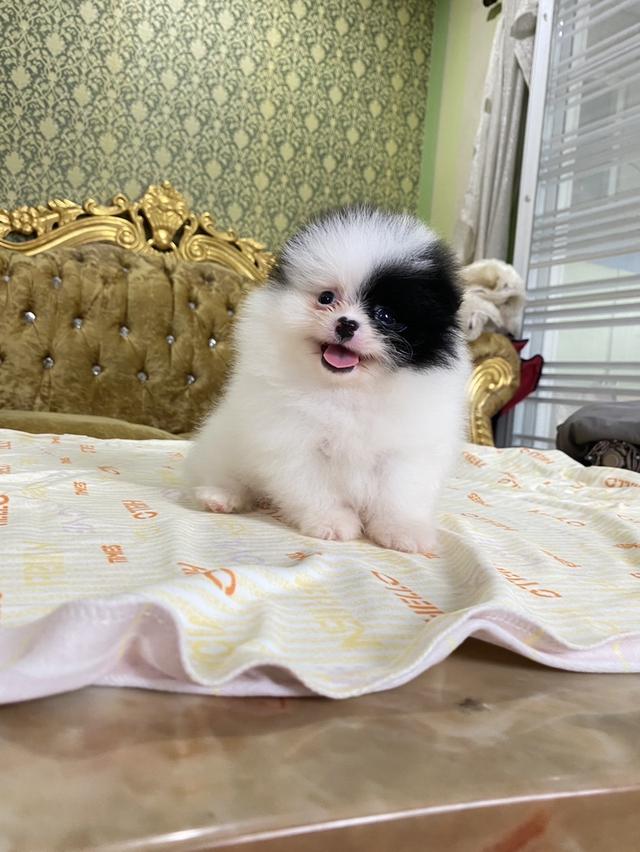 ปอมแท้ อ้วนกลมฟูหมีๆ