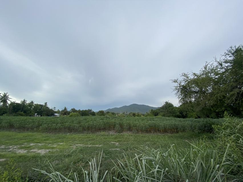 ที่ดินชลบุรี สีม่วงลาย